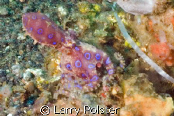 Blue Ring Octopus, Nikon D-70, Lembeh Straits by Larry Polster 